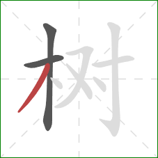 树的笔顺第3画：撇
