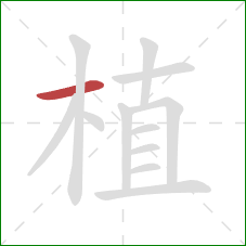 植的笔顺第1画：横