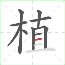 植的笔顺第10画：横