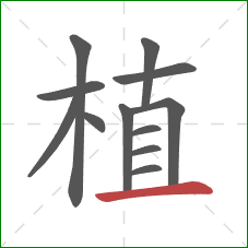 植的笔顺第12画：横