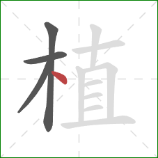 植的笔顺第4画：点