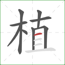 植的笔顺第9画：横