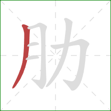 肋的笔顺第1画：撇