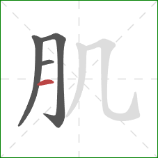 肌的笔顺第4画：横