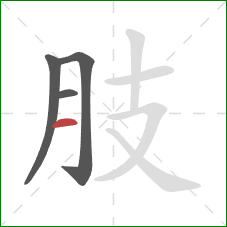肢的笔顺第4画：横