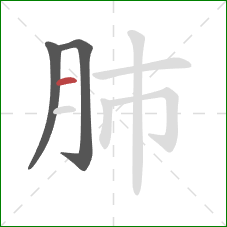 肺的笔顺第3画：横