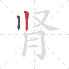 肾的笔顺第2画：竖