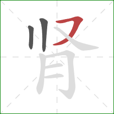 肾的笔顺第3画：横撇