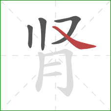 肾的笔顺第4画：捺