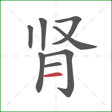 肾的笔顺第8画：横