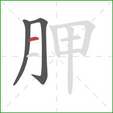 胛的笔顺第3画：横