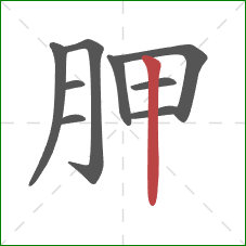 胛的笔顺第9画：竖