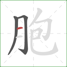 胞的笔顺第3画：横