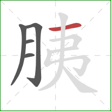 胰的笔顺第5画：横