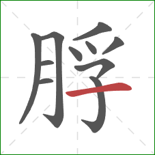 脬的笔顺第11画：横