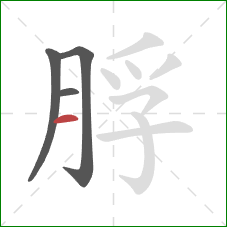 脬的笔顺第4画：横