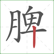 脾的笔顺第12画：竖