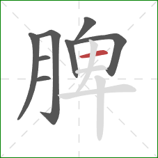 脾的笔顺第8画：横