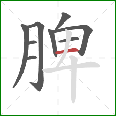 脾的笔顺第9画：横