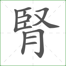 腎的部首 腎的部首