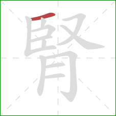 腎的笔顺第1画:横 腎的笔顺第1画:横