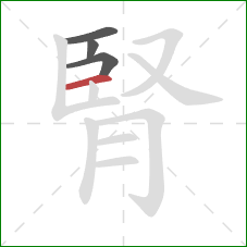 腎的笔顺第4画:横 腎的笔顺第4画:横