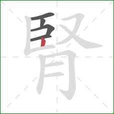 腎的笔顺第5画:竖 腎的笔顺第5画:竖