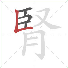 腎的笔顺第6画:竖折 腎的笔顺第6画:竖折