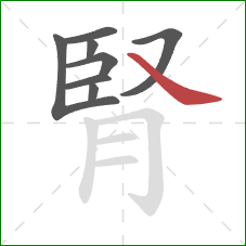 腎的笔顺第8画:捺 腎的笔顺第8画:捺