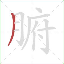 腑的笔顺第1画:撇 腑的笔顺第1画:撇