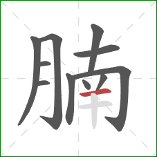 腩的笔顺第11画:横 腩的笔顺第11画:横