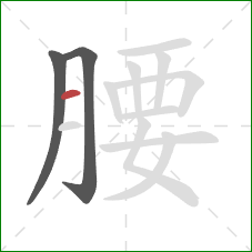 腰的笔顺第3画：横