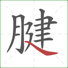 腱的笔顺第12画:捺 腱的笔顺第12画:捺