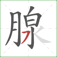 腺的笔顺第11画：横撇