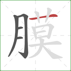 膜的笔顺第5画:横 膜的笔顺第5画:横