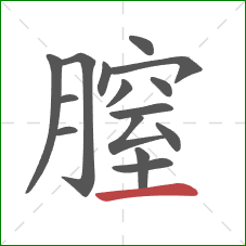 膣的笔顺第15画：横