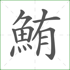 鮪的部首 鮪的部首