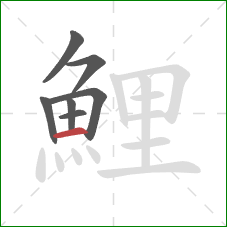 鯉的笔顺第7画:横 鯉的笔顺第7画:横