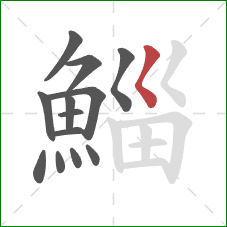 鯔的笔顺第13画:撇点 鯔的笔顺第13画:撇点
