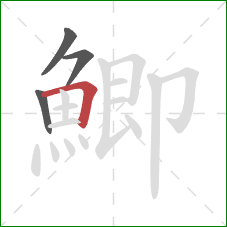 鯽的笔顺第4画:横折 鯽的笔顺第4画:横折