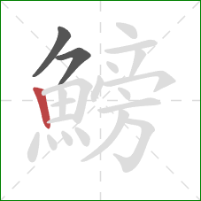 鰟的笔顺第3画:竖 鰟的笔顺第3画:竖