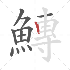 鱄的笔顺第13画：竖