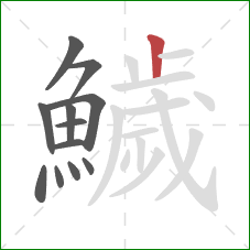 鱥的笔顺第12画：竖