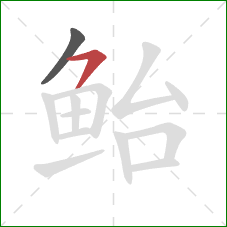 鲐的笔顺第2画:横撇 鲐的笔顺第2画:横撇
