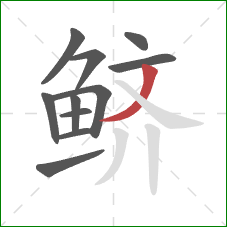 鲚的笔顺第11画:撇 鲚的笔顺第11画:撇