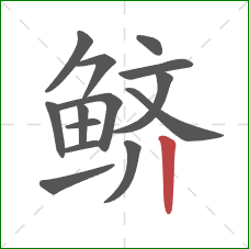 鲚的笔顺第14画:竖 鲚的笔顺第14画:竖