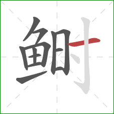 鲥的笔顺第13画：横