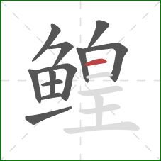 鳇的笔顺第12画:横 鳇的笔顺第12画:横