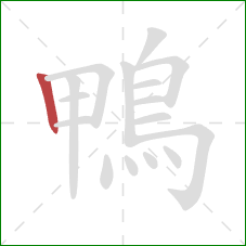 鴨的笔顺第1画:竖 鴨的笔顺第1画:竖