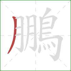 鵬的笔顺第1画:撇 鵬的笔顺第1画:撇